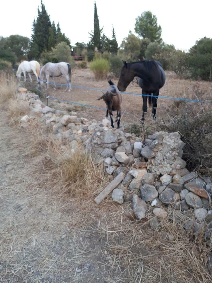 Roulotte Βίλα Cournonterral Εξωτερικό φωτογραφία