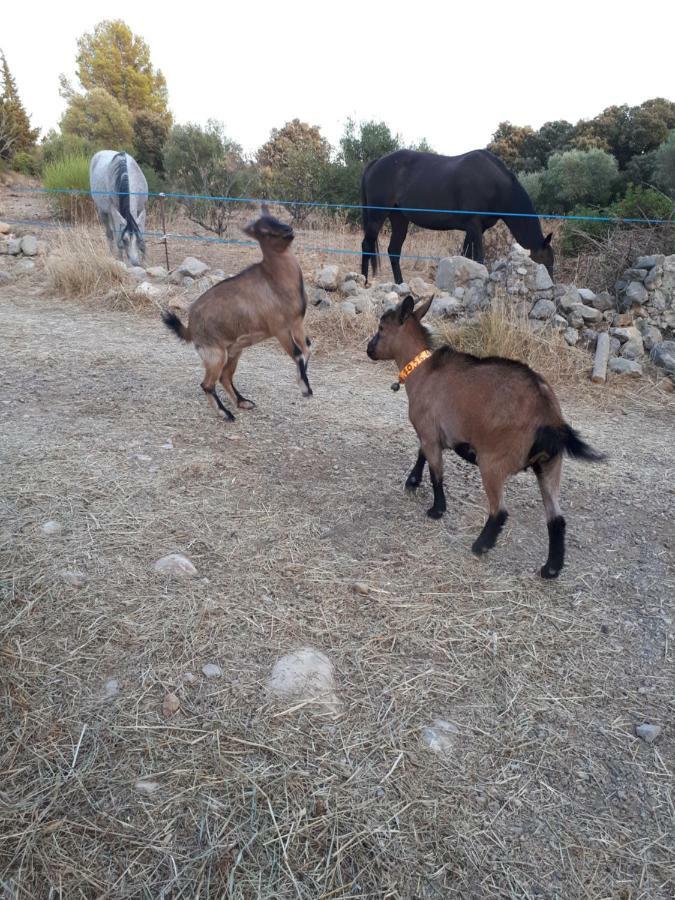 Roulotte Βίλα Cournonterral Εξωτερικό φωτογραφία